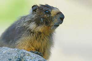 foto di marmotta